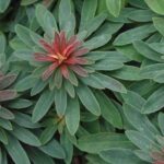Euphorbia × Martini Perennial LARGE Plug Plants Pack x6