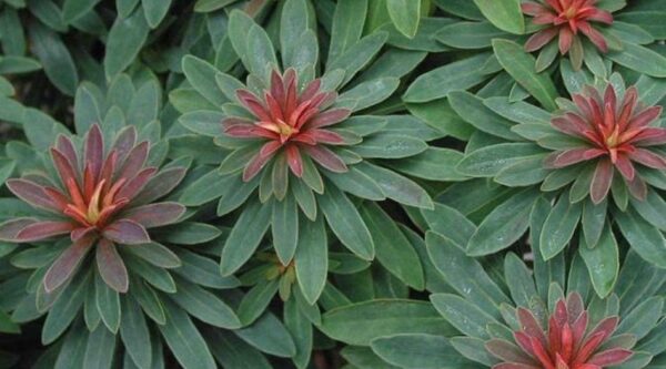 Euphorbia × Martini Perennial LARGE Plug Plants Pack x6