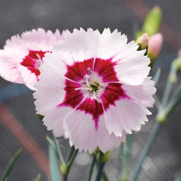Dianthus 'Blushing Star' Perennial Plug Plants Pack x6