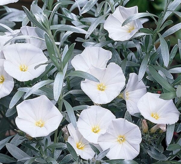 Convolvulus Cneorum (Silver Bush) Perennial XXL Plug Plants Pack x3