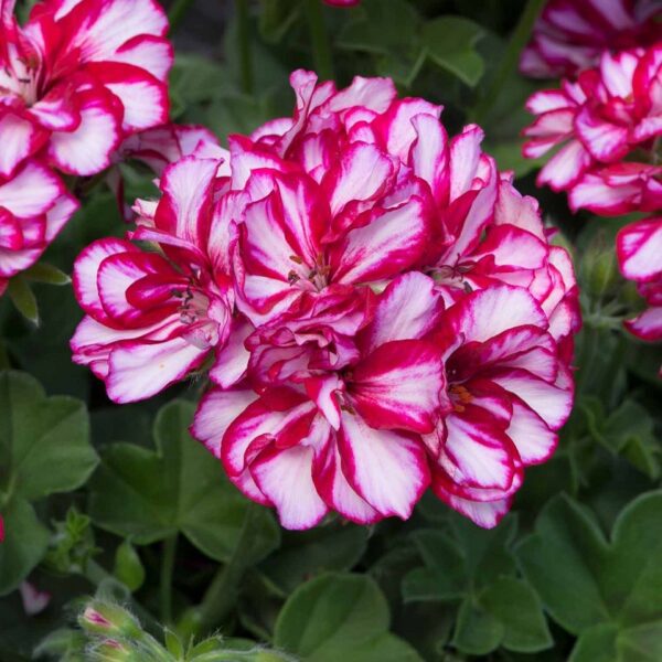 Geranium Ivy Leaf Precision™ Burgundy Bi-Colour Trailing Plug Plants Pack x6