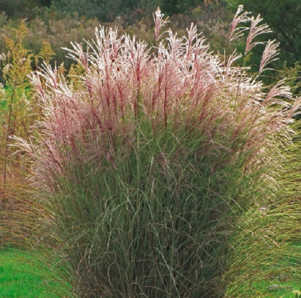 Grass Miscanthus Sinensis 'Morning Light' Perennial 100mm Pot Plants Pack x3