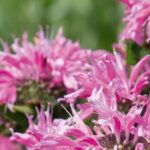 Monarda Didyma Melua Pink Perennial Aromatic Plug Plants Pack x6