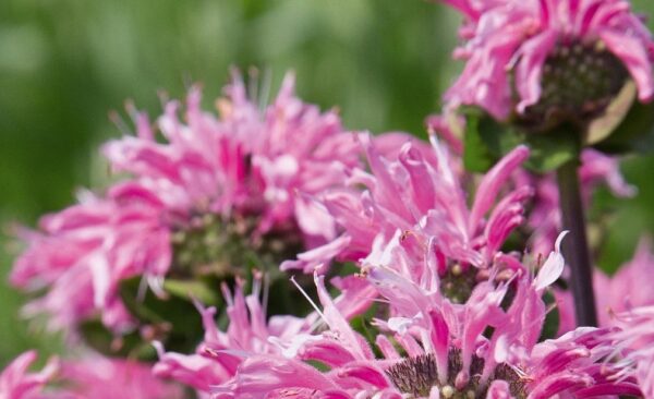 Monarda Didyma Melua Pink Perennial Aromatic Plug Plants Pack x6