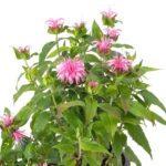 Monarda Didyma Melua Pink Perennial Aromatic Plug Plants Pack x6