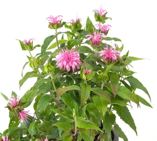 Monarda Didyma Melua Pink Perennial Aromatic Plug Plants Pack x6