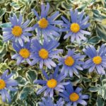 Felicia Amelloides VARIGATA (Blue Marguerite) H/ Hardy Perennial XXL Supersize Plug Plants Pack x3