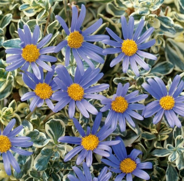 Felicia Amelloides VARIGATA (Blue Marguerite) H/ Hardy Perennial XXL Supersize Plug Plants Pack x3