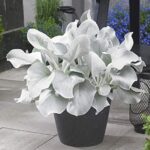 Senecio 'Angel Wings' Perennial  LARGE Plug Plants Pack x3