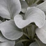 Senecio 'Angel Wings' Perennial  LARGE Plug Plants Pack x3