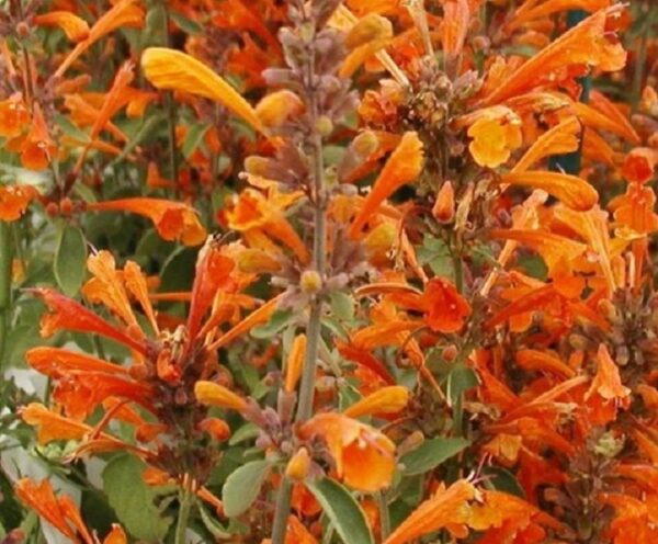Agastache Apricot Sprite LARGE Perennial Plug Plants Pack x6