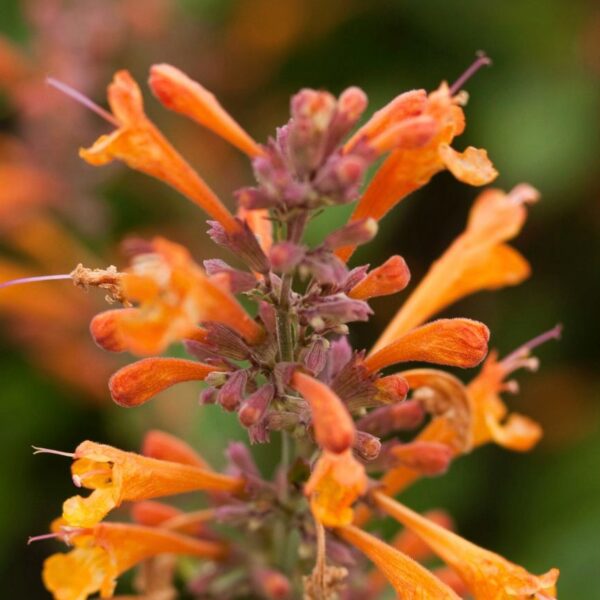 Agastache Apricot Sprite LARGE Perennial Plug Plants Pack x6