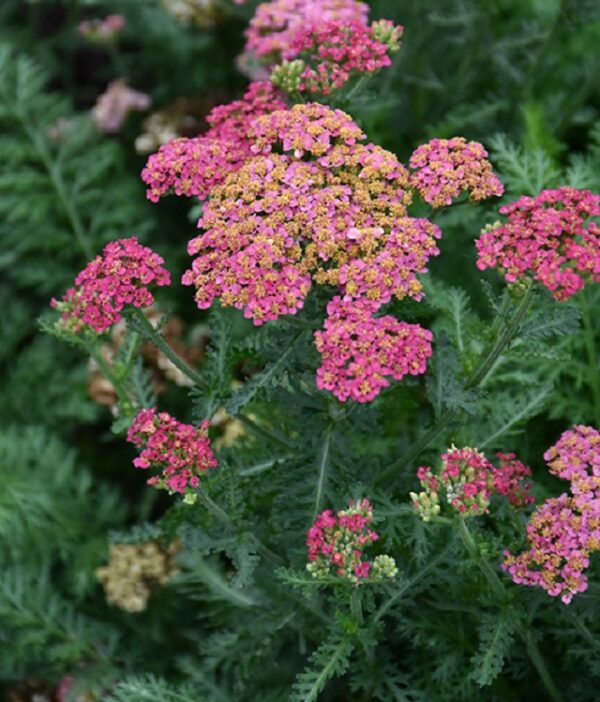 Achillea Sassy Summer Taffy™ Perennial Garden Plug Plants Pack x6