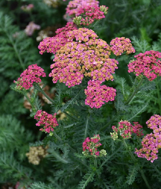 Achillea ‘Sassy Summer Taffy’ Perennial Garden Plug Plants Pack x6 ...