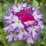 Verbena Trailing Samira® 'Burgundy Wing' Summer Plug Plants Pack x6