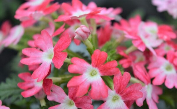 Trailing Verbena Vectura® 'Red Wing' Garden Basket Plug Plants Pack x6