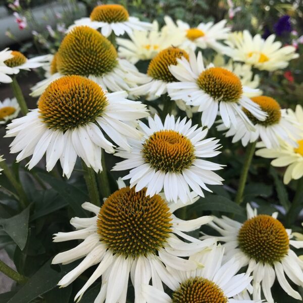 Echinacea 'Purpurea' 'White Meditation' LARGE Perennial Plug Plants Pack x6