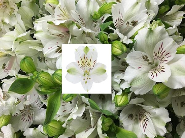 Alstroemeria White/Green 'Silvester' LARGE Size 50mm Plug Plants Pack x3