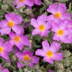 Cistus Pink Purpureus 'Rock Rose' Perennial XXL Supersize Plug Plants Pack x3