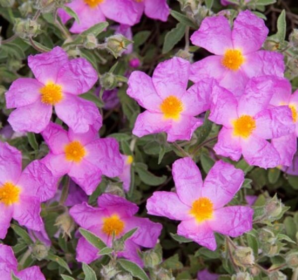Cistus Pink Purpureus 'Rock Rose' Perennial XXL Supersize Plug Plants Pack x3