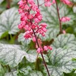 Heuchera CITY™ 'Paris' Perennial Garden Plug Plants Pack x6
