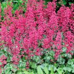 Heuchera CITY™ 'Paris' Perennial Garden Plug Plants Pack x6