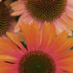 Echinacea (Coneflower) Papallo® Orange-Rose Perennial Plug Plants Pack x6