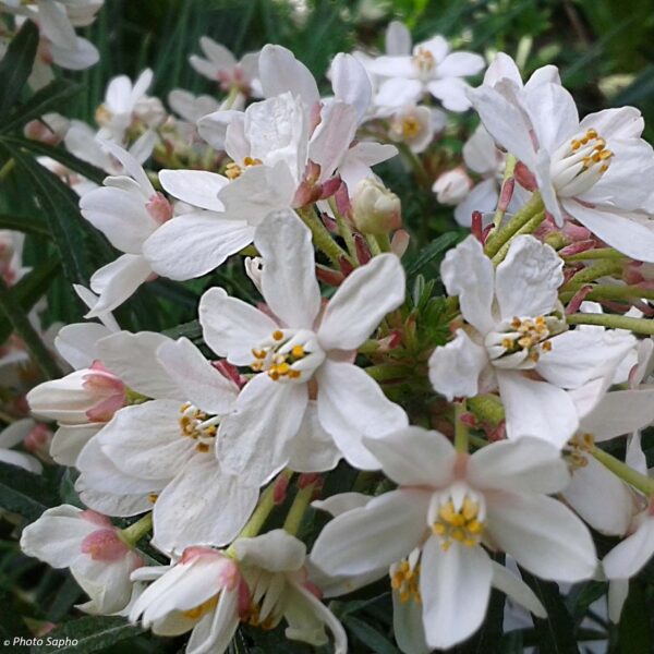 Choisya X 'Scented Gem' Perennial Shrub Plug Plants Evergreen Pack x6