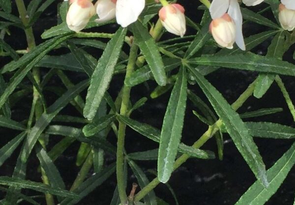 Choisya X 'Scented Gem' Perennial Shrub Plug Plants Evergreen Pack x6