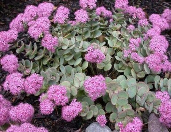 Sedum Sieboldii Perennial Plug Plants Pack x6