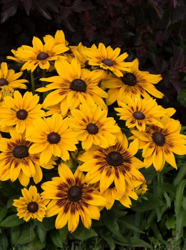 Rudbeckia 'Sunbeckia' Alicia (LARGE) Plug Plants Pack x6