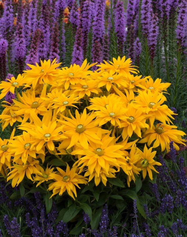 Rudbeckia 'Sunbeckia' Laura (LARGE) Plug Plants Pack x6