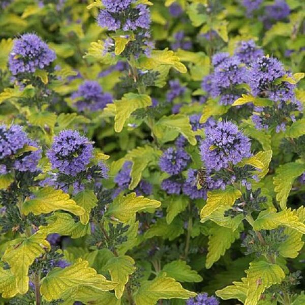 Caryopteris Clandonensis ˜Gold Crest" (Large) Perennial Plug Plants Pack x6
