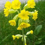 Primula Veris 'Cowslip' Wild Flower XXL Supersize Plug Plants Pack x3