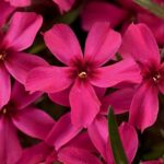 Phlox Subulata 'Scarlet Flame' Creeping Perennial (LARGE) Plug Plants Pack x6