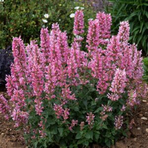 Agastache 'Pink Pearl' Perennial Plug Plants Pack x6