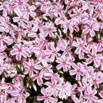 Phlox Subulata 'Candy Stripe' Creeping Perennial (LARGE) Plug Plants Pack x6
