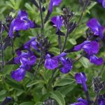 Salvia Greggii Mirage™ Blue' Perennial XXL Supersize Plug Plants Pack x3