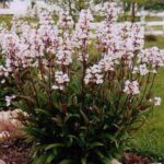 Penstemon 'Husker Red' Perennial XXL Supersize Plug Plants Pack x3