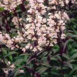 Penstemon 'Husker Red' Perennial XXL Supersize Plug Plants Pack x3