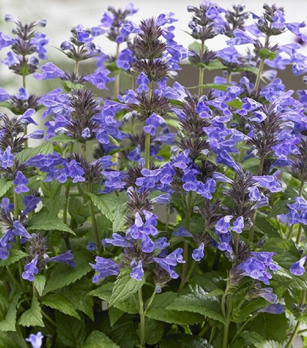 Nepeta Neptune Blue (LARGE) Perennial Plug Plants Pack x6