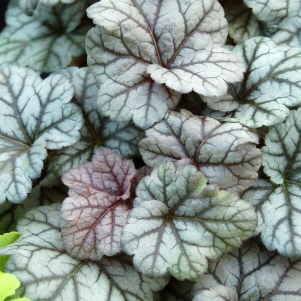 Heuchera x Hybrida ‘Cinnabar Silver’ Perennial Large Plug Plants Pack x6
