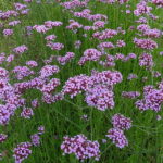 Verbena Bonariensis Violetta Perennial 9cm Pot Plants Pack x3