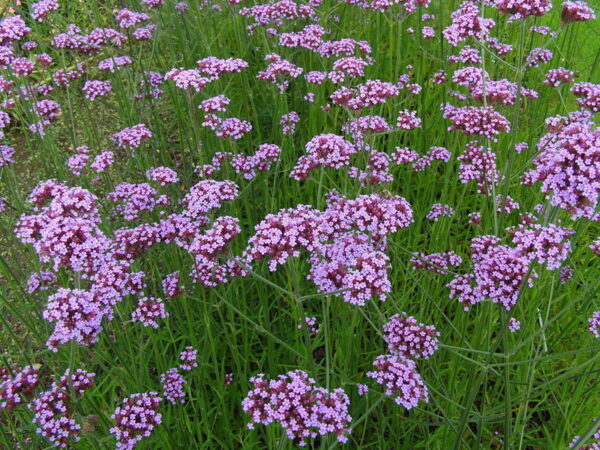 Verbena Bonariensis Violetta Perennial 9cm Pot Plants Pack x3