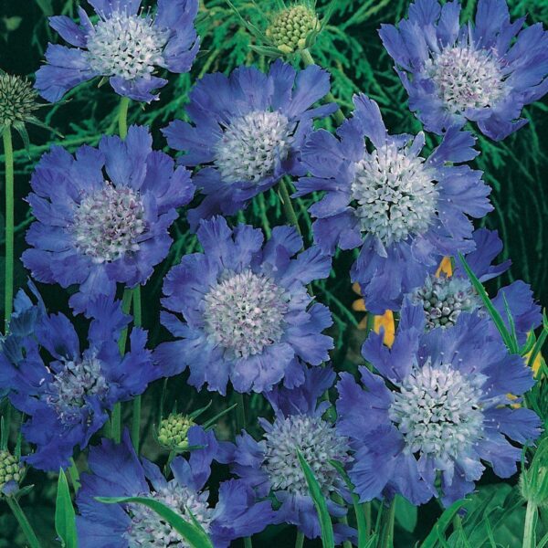 Scabiosa (Pin-Cushion) 'Fama Blue' Perennial 9cm Pot Plants Pack x3