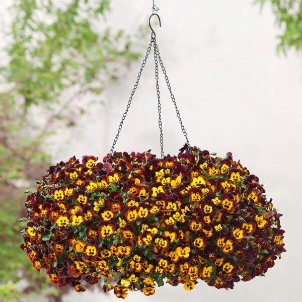 Trailing / Spreading Pansy Cool Wave® Fire Plug Plants Pack x6
