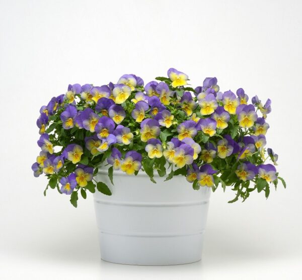 Trailing / Spreading Pansy Cool Wave® Blueberry Swirl Plug Plants Pack x6