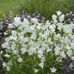 Campanula Persicifolia 'Takion White' Perennial (LARGE) Plug Plants Pack x6