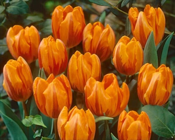 Tulip Bulb Triumph 'Princess Irene' WPC Prins Quality Spring Bulbs Pack 10