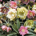 Helleborus Orientalis Mixed Perennial LARGE Plug Plants Pack x6